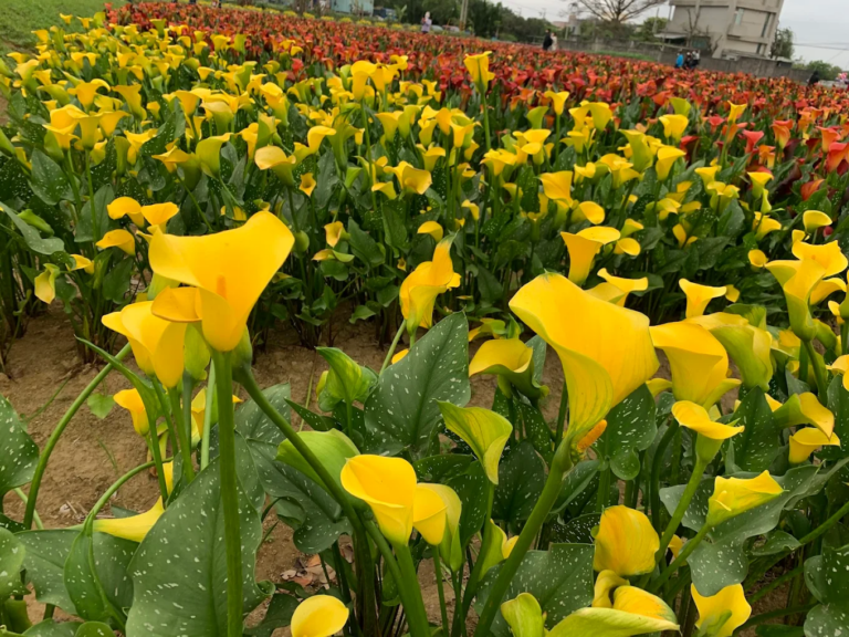 桃園彩色海芋季不只拍花海！走進溪海休閒農業區，春天一次收進彩色海芋、花田裝置與田園小旅行