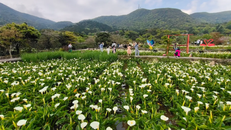 竹子湖不只海芋花海！走進陽明山山谷聚落，從白色海芋到繽紛繡球花，把台北春夏最美風景一次收進行程