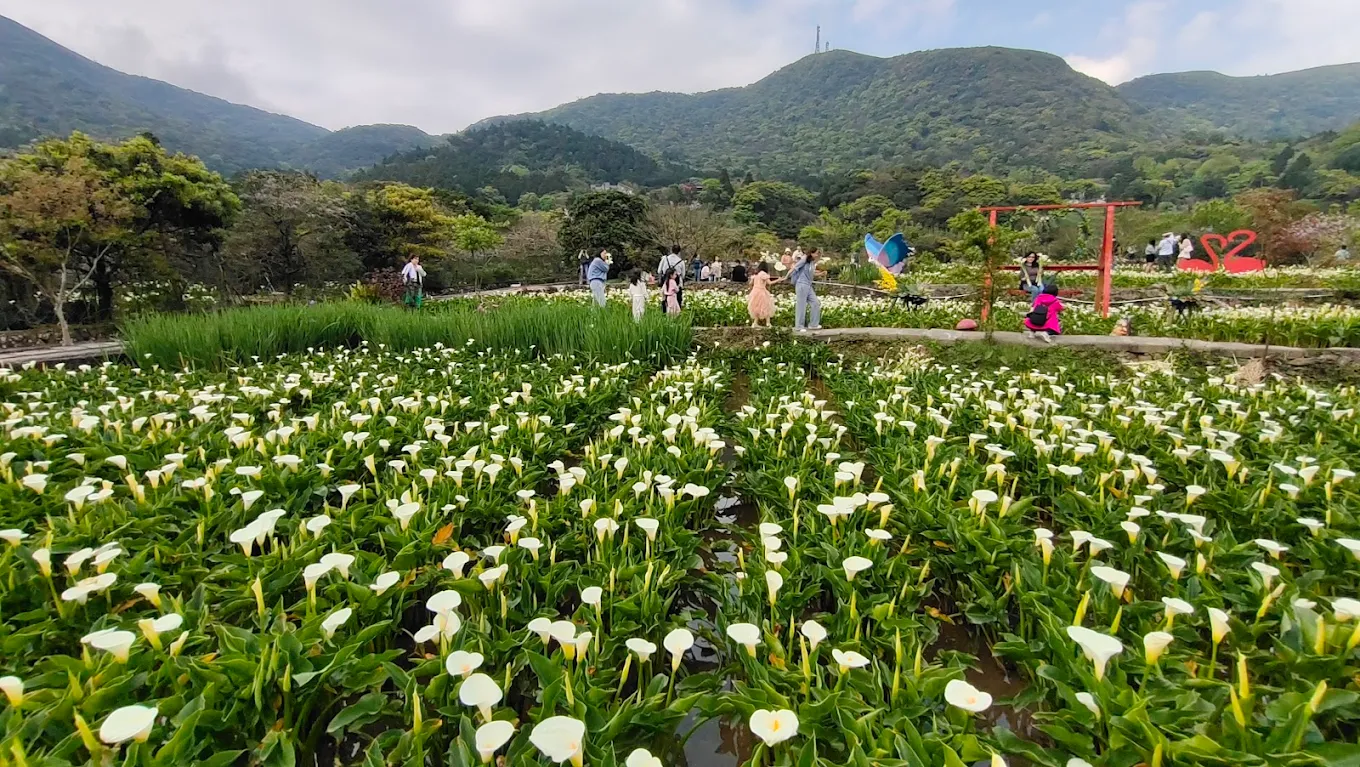竹子湖不只海芋花海！走進陽明山山谷聚落，從白色海芋到繽紛繡球花，把台北春夏最美風景一次收進行程