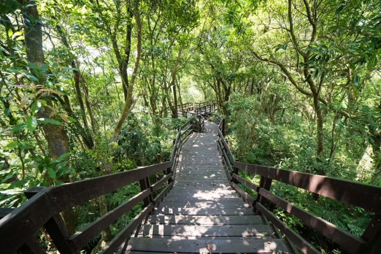 南港環山步道不只是健走！走進南港茶山，從包種茶山景到賞螢祕境，把台北近郊慢旅行一次收進行程