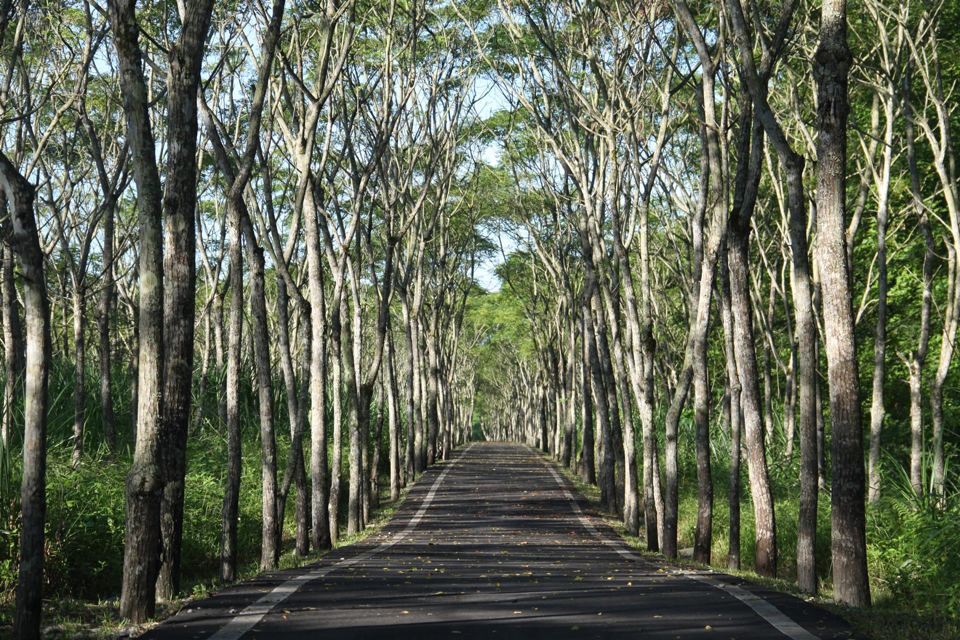 大農大富平地森林園區不是只有騎腳踏車，花東縱谷裡這片會呼吸的森林，才是很多人到了花蓮最想慢下來的地方