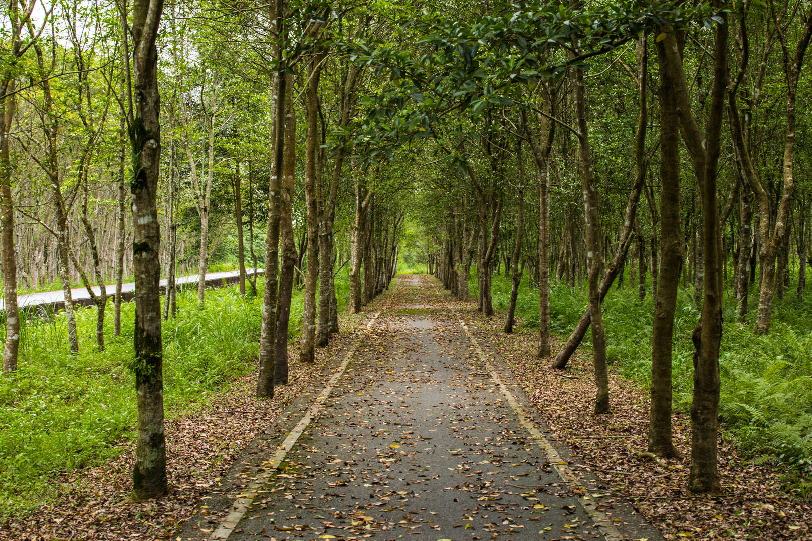 大農大富平地森林園區不是只有騎腳踏車，花東縱谷裡這片會呼吸的森林，才是很多人到了花蓮最想慢下來的地方