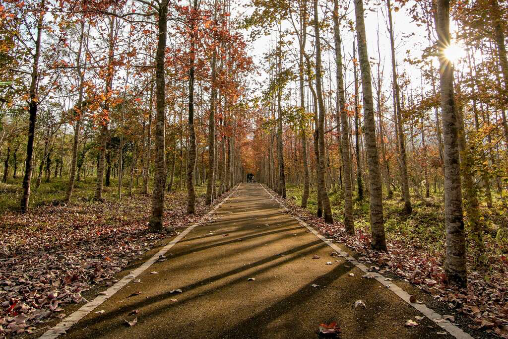 大農大富平地森林園區不是只有騎腳踏車，花東縱谷裡這片會呼吸的森林，才是很多人到了花蓮最想慢下來的地方