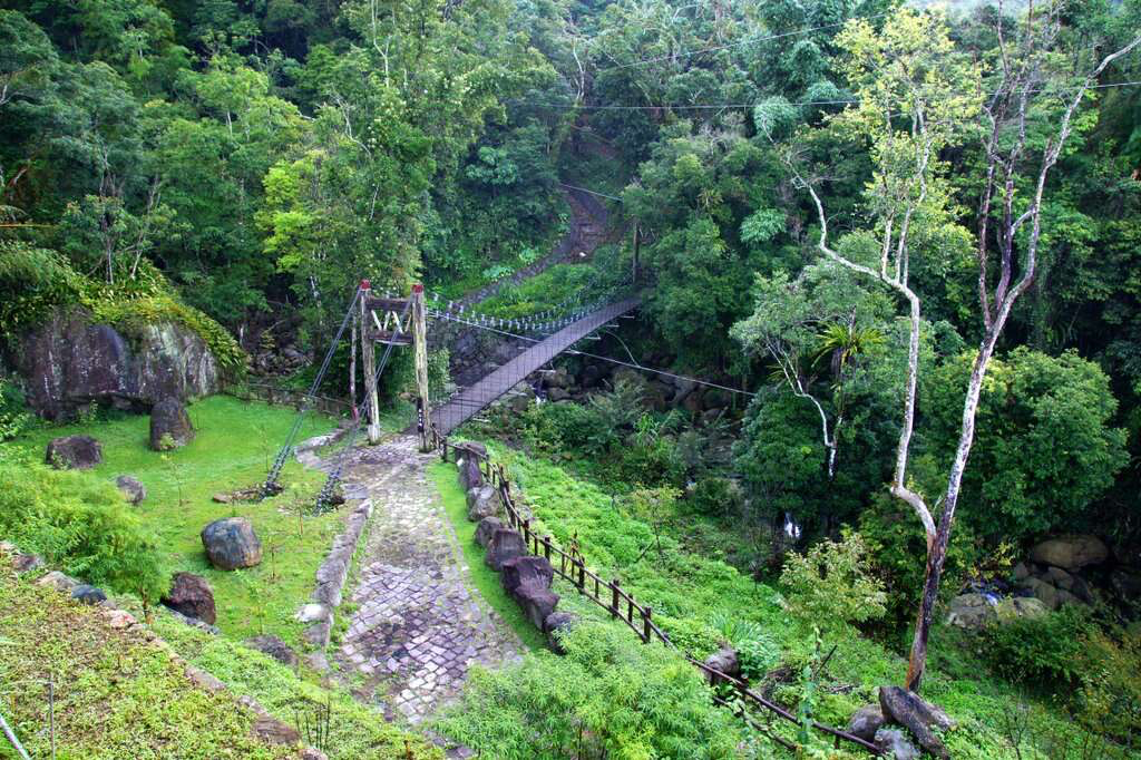 阿里山迷糊步道不是走錯路才叫迷糊，竹林、吊橋與溪谷一路相伴，才是它讓人一走就放鬆的理由