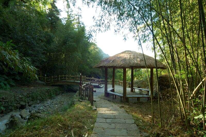 阿里山迷糊步道不是走錯路才叫迷糊，竹林、吊橋與溪谷一路相伴，才是它讓人一走就放鬆的理由