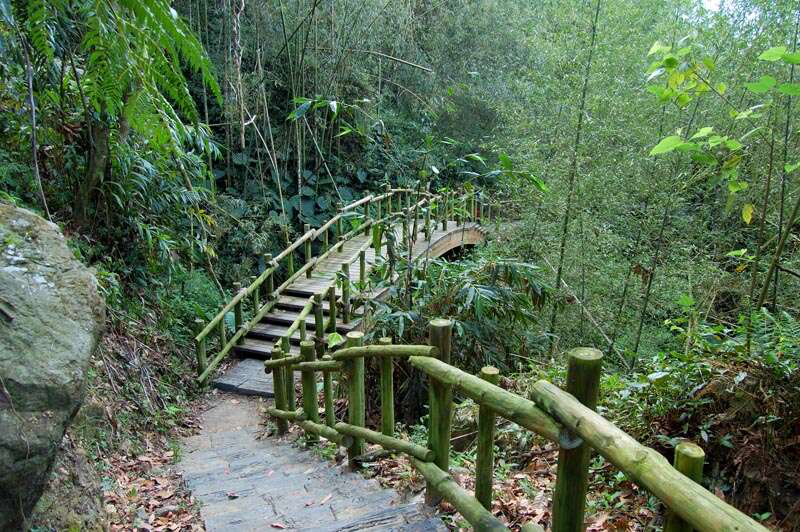 阿里山迷糊步道不是走錯路才叫迷糊，竹林、吊橋與溪谷一路相伴，才是它讓人一走就放鬆的理由