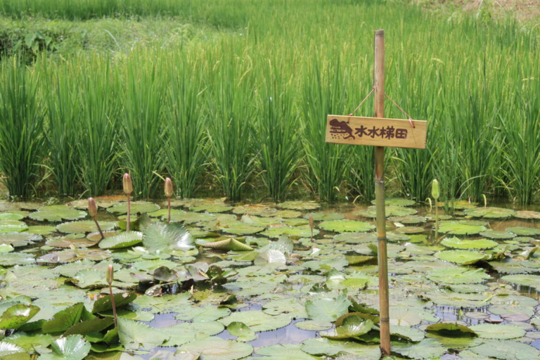 雞母嶺不只是水梯田！走進貢寮山裡的百年古樸山村，從淡蘭古道到山海視野一次收藏