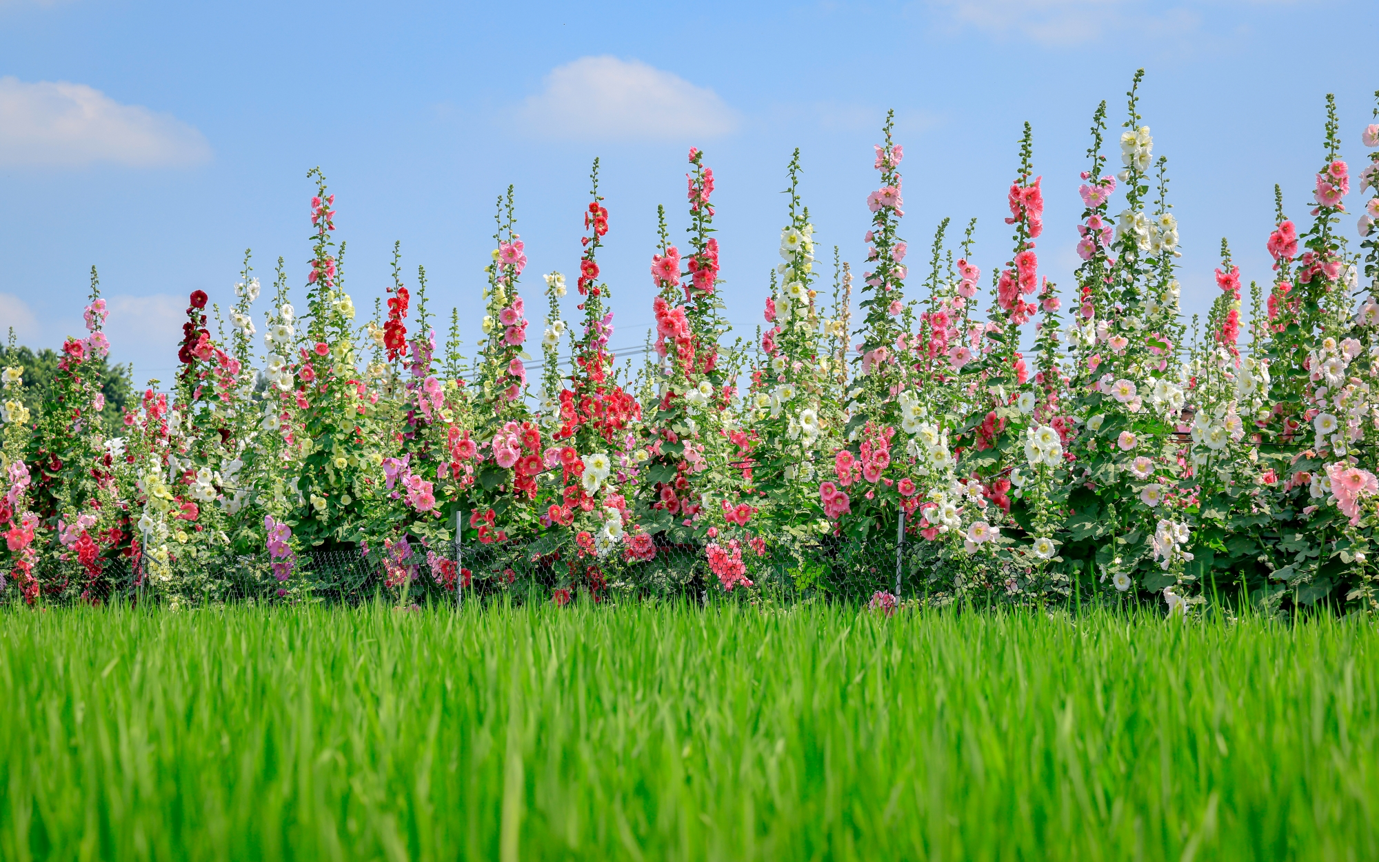 員林蜀葵花季景點攻略｜彰化春天最夢幻花海登場，萬株蜀葵一路綻放到4月，拍照散步都超值得