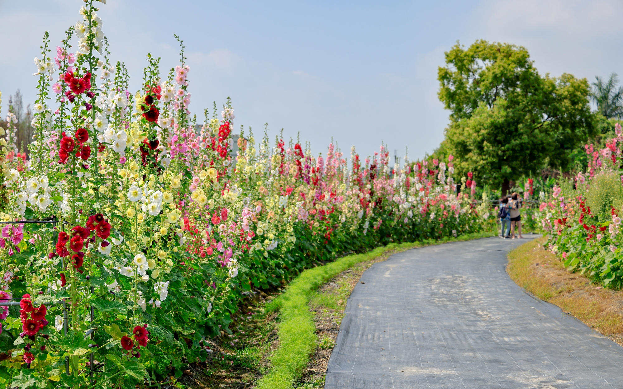 員林蜀葵花季景點攻略｜彰化春天最夢幻花海登場，萬株蜀葵一路綻放到4月，拍照散步都超值得