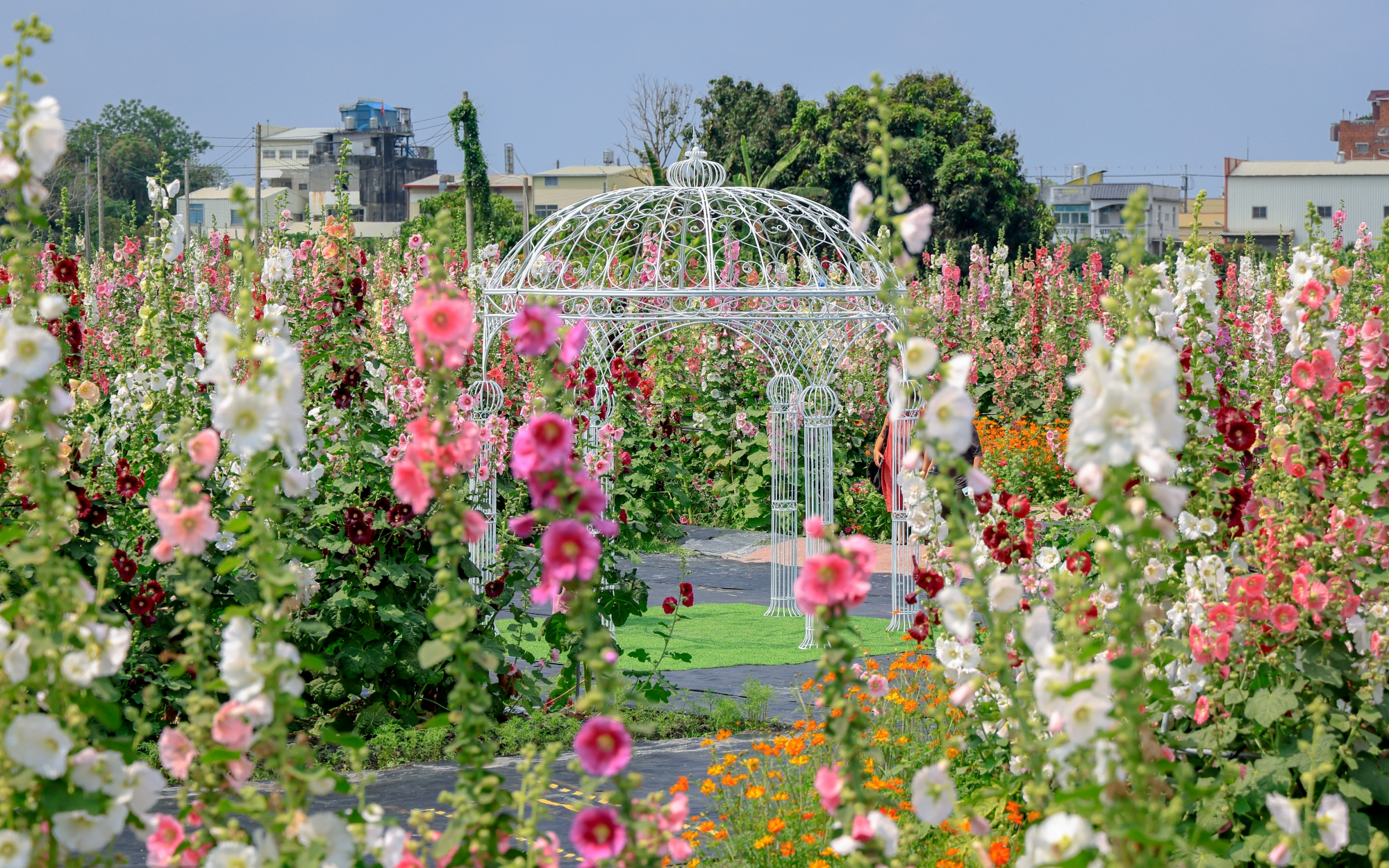 員林蜀葵花季景點攻略｜彰化春天最夢幻花海登場，萬株蜀葵一路綻放到4月，拍照散步都超值得