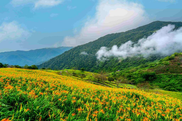 在蜿蜒山路與花海，太麻里金針山讓每一步都走進季節與自然的節奏之中
