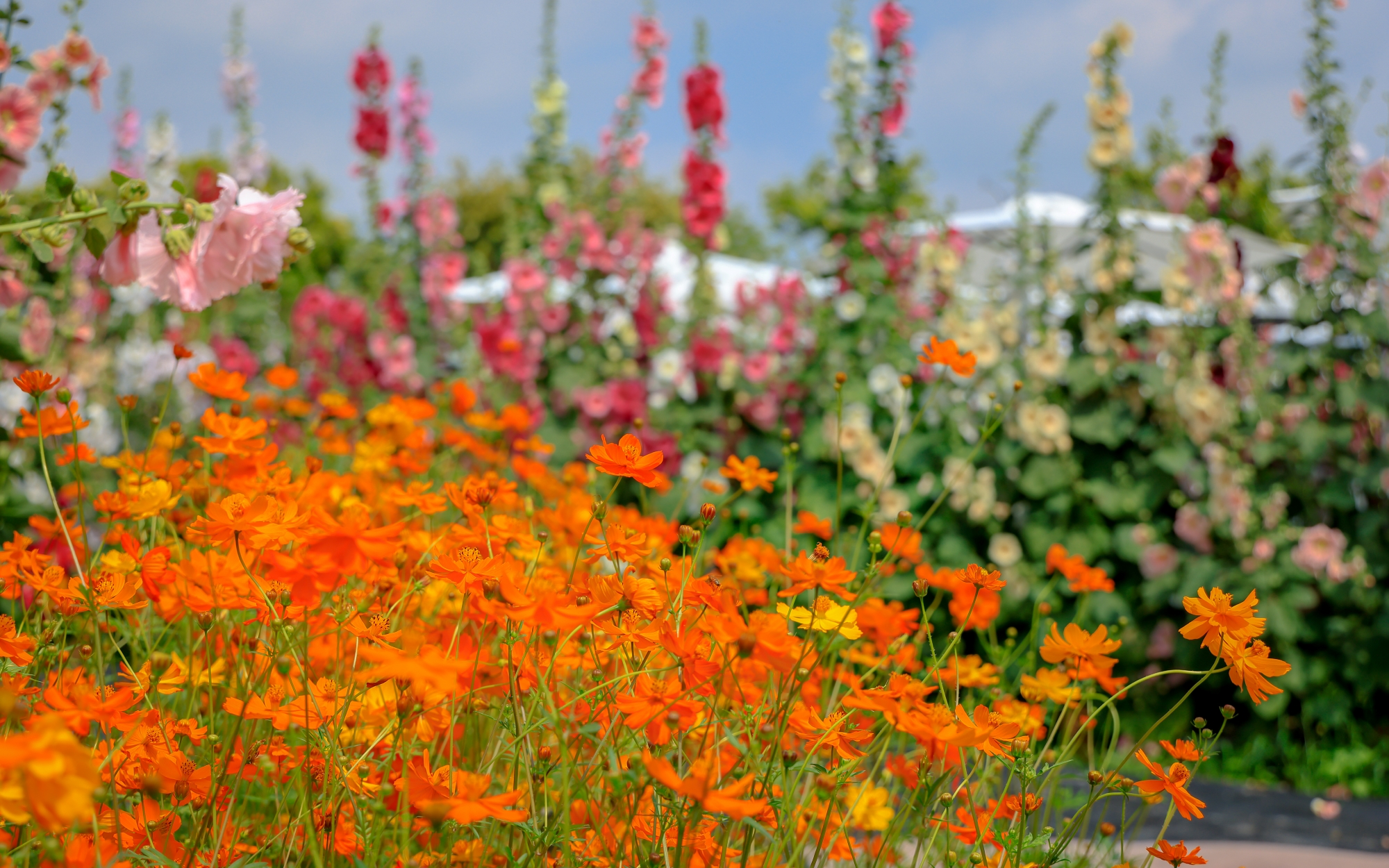 員林蜀葵花季景點攻略｜彰化春天最夢幻花海登場，萬株蜀葵一路綻放到4月，拍照散步都超值得
