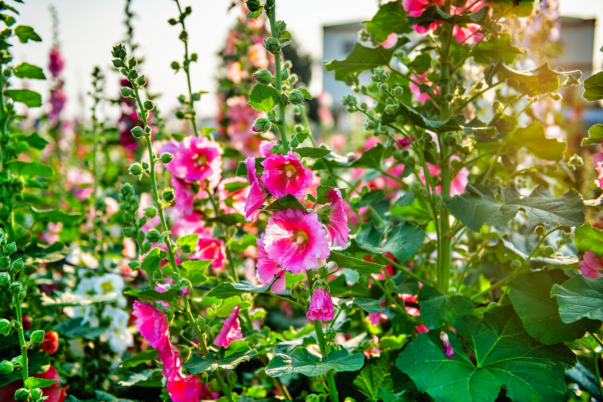 員林蜀葵花季景點攻略｜彰化春天最夢幻花海登場，萬株蜀葵一路綻放到4月，拍照散步都超值得