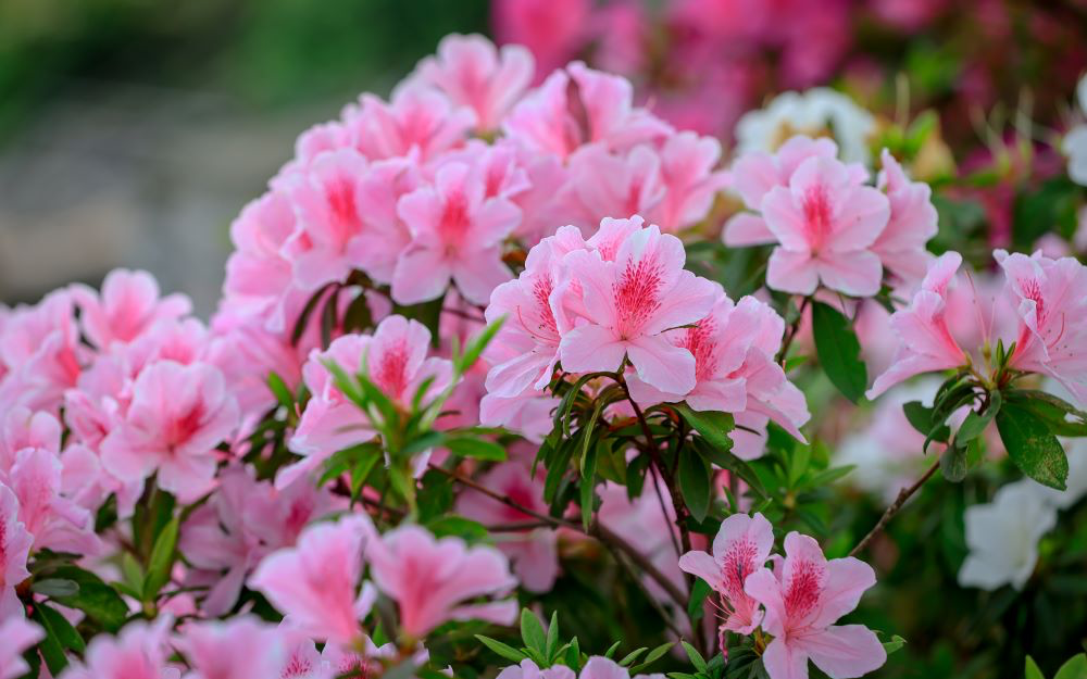社頭杜鵑花大道不是只有一條花路，粉白花海沿著鄉間道路一路展開時，才知道彰化春天可以這麼浪漫