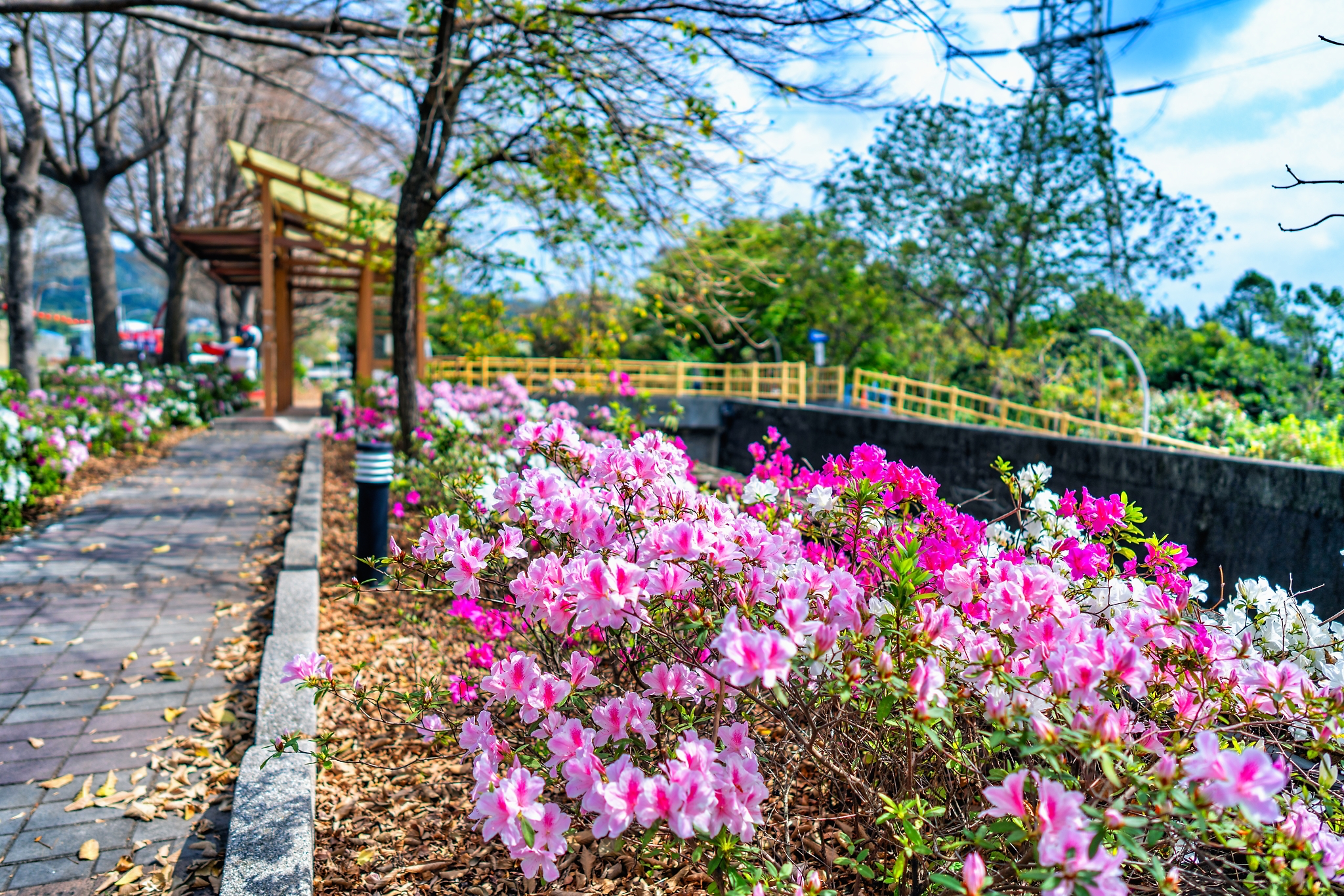 社頭杜鵑花大道不是只有一條花路，粉白花海沿著鄉間道路一路展開時，才知道彰化春天可以這麼浪漫