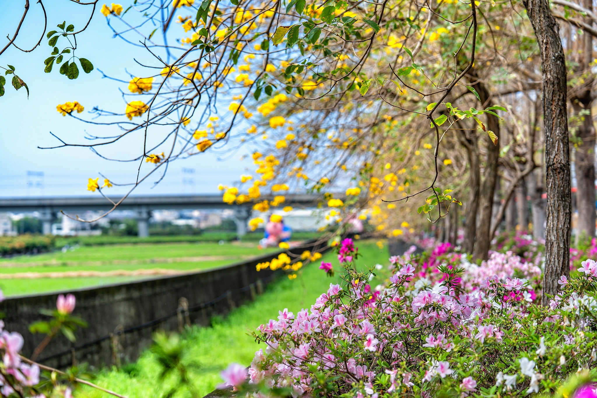 社頭杜鵑花大道不是只有一條花路，粉白花海沿著鄉間道路一路展開時，才知道彰化春天可以這麼浪漫