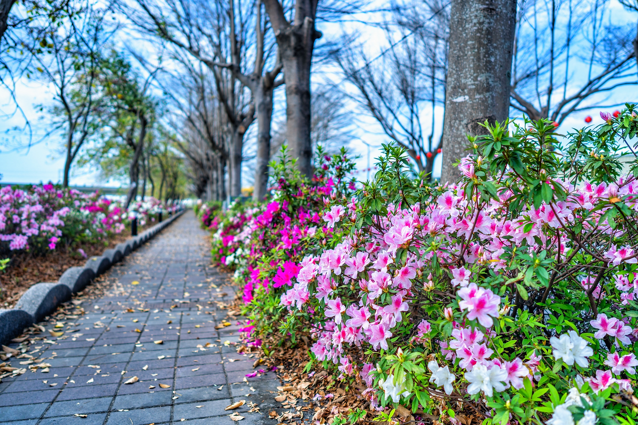 社頭杜鵑花大道不是只有一條花路，粉白花海沿著鄉間道路一路展開時，才知道彰化春天可以這麼浪漫