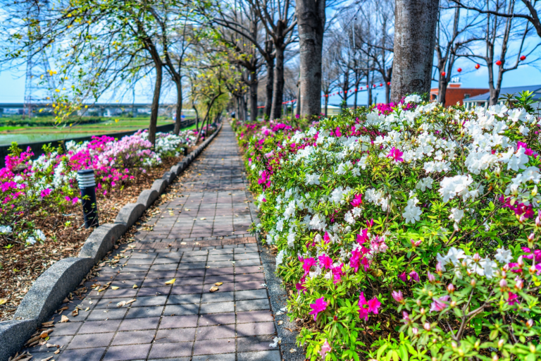 社頭杜鵑花大道不是只有一條花路，粉白花海沿著鄉間道路一路展開時，才知道彰化春天可以這麼浪漫