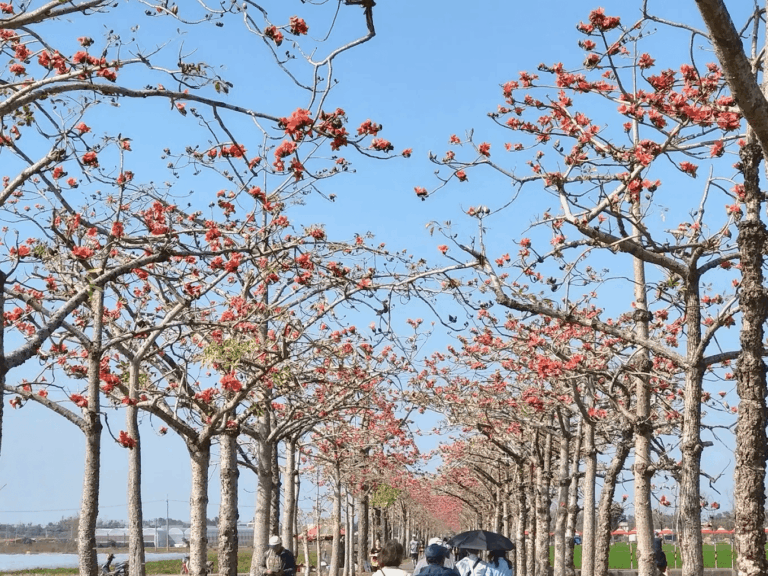 2026春季賞花最前線：台南白河林初埤木棉花道，全球最美紅色隧道火熱盛放中！