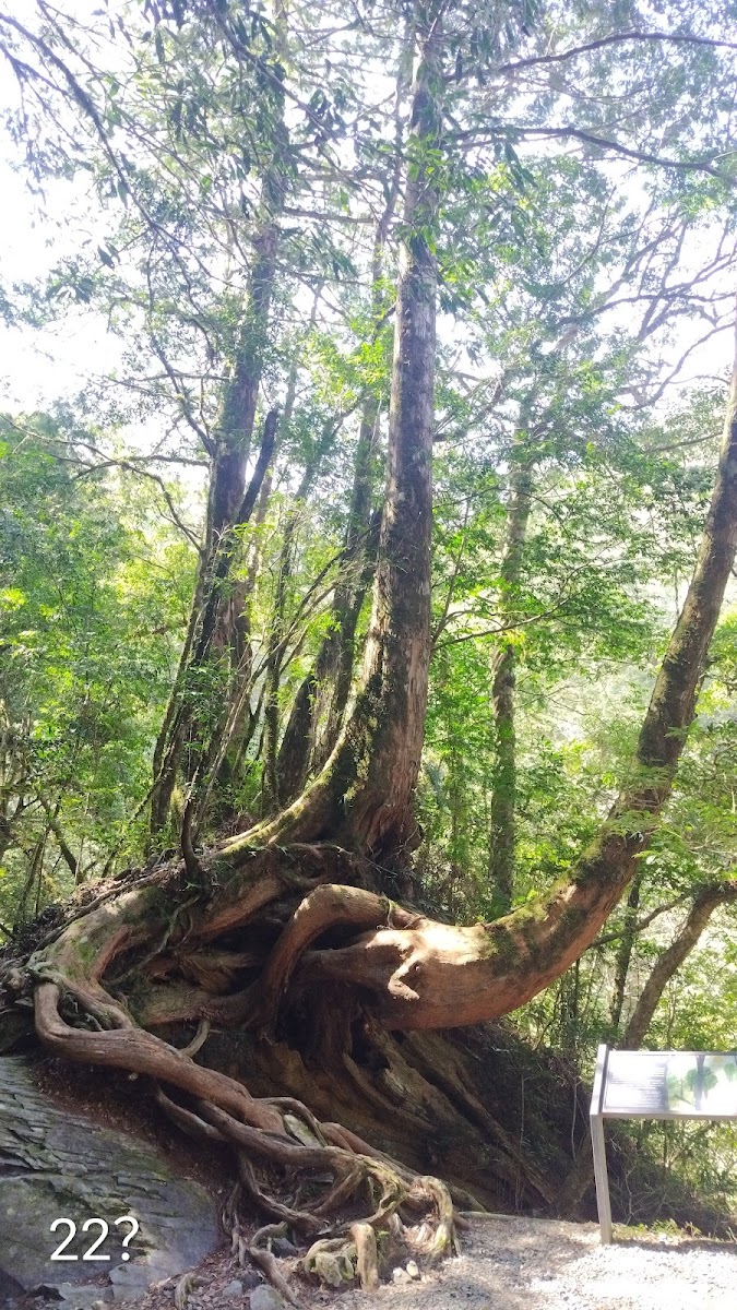 拉拉山2026全景導覽：千年紅檜、雲海與部落深度體驗