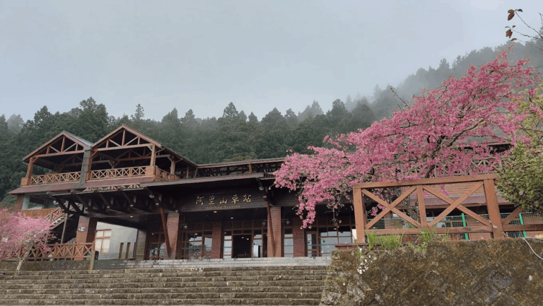 2026 阿里山旅遊完全指南：日出、雲海、櫻花與森鐵的永續體驗