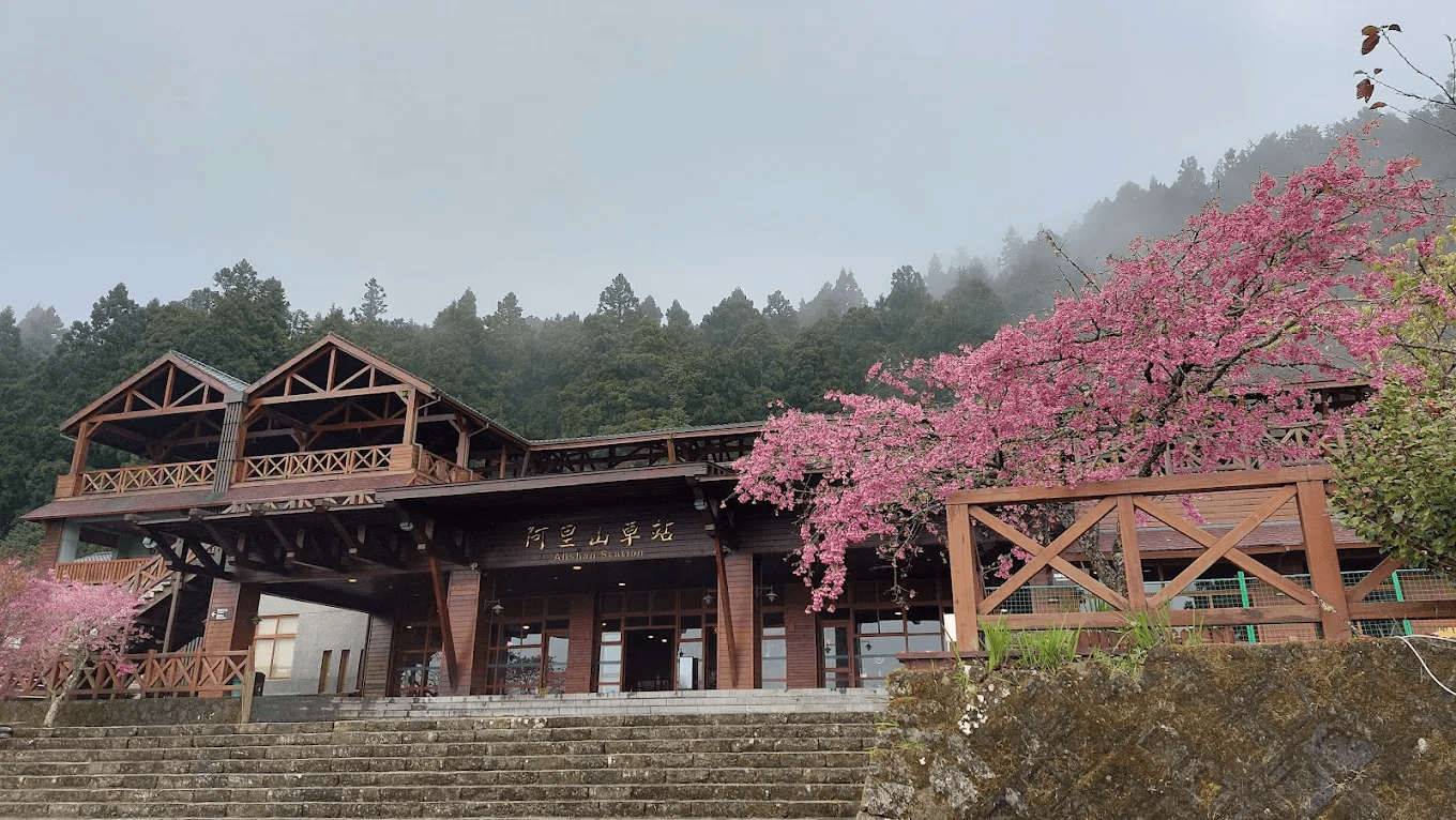 2026 阿里山旅遊完全指南：日出、雲海、櫻花與森鐵的永續體驗