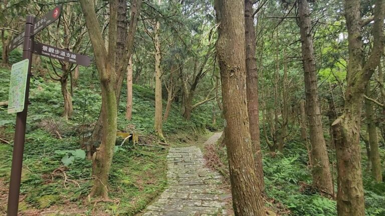 東眼山國家森林遊樂區：柳杉林、化石與1,212公尺的慢行之旅