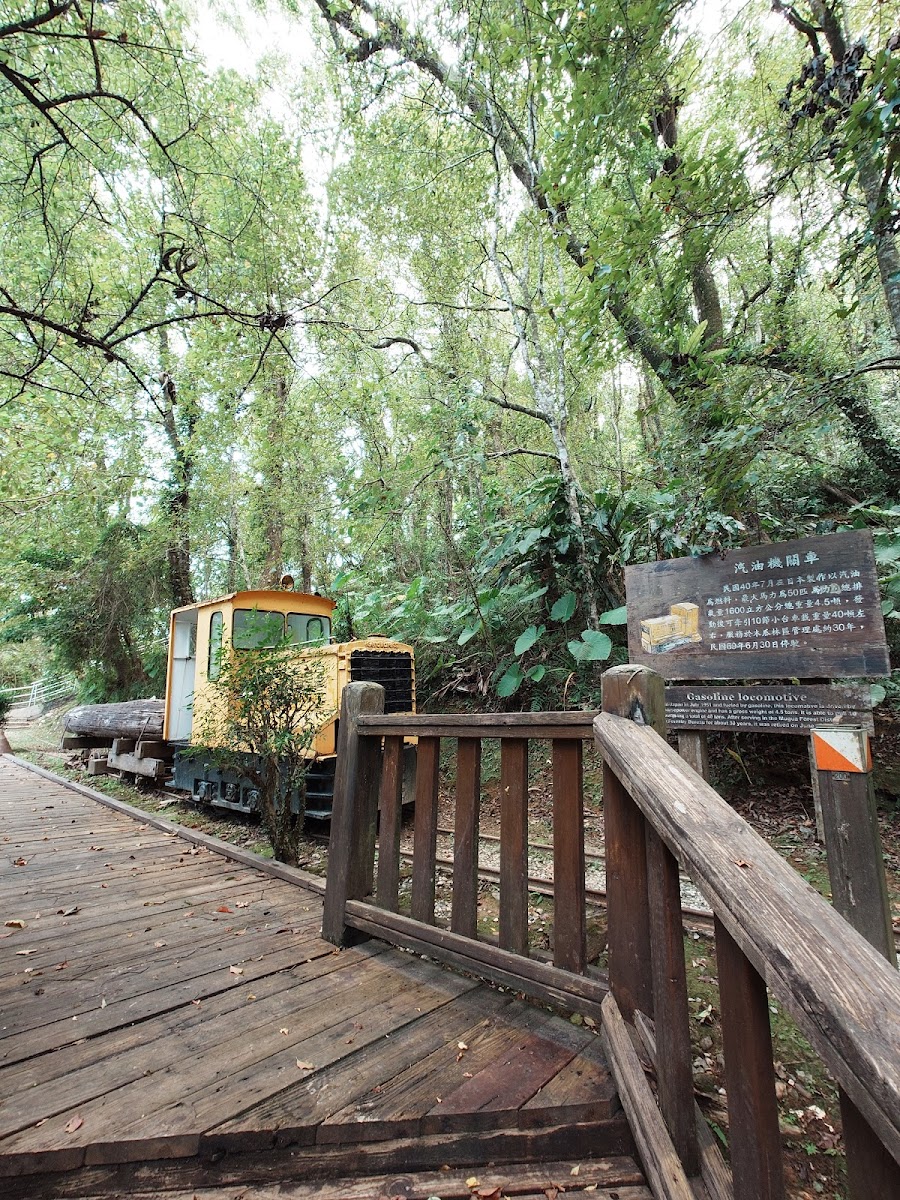 花蓮池南國家森林遊樂區｜慢步林間：親子生態教育與林業史的休憩場域