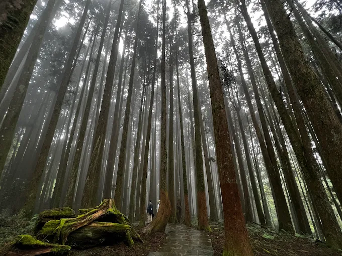 走進阿里山國家森林遊樂區：在日出、雲海與巨木間放慢腳步