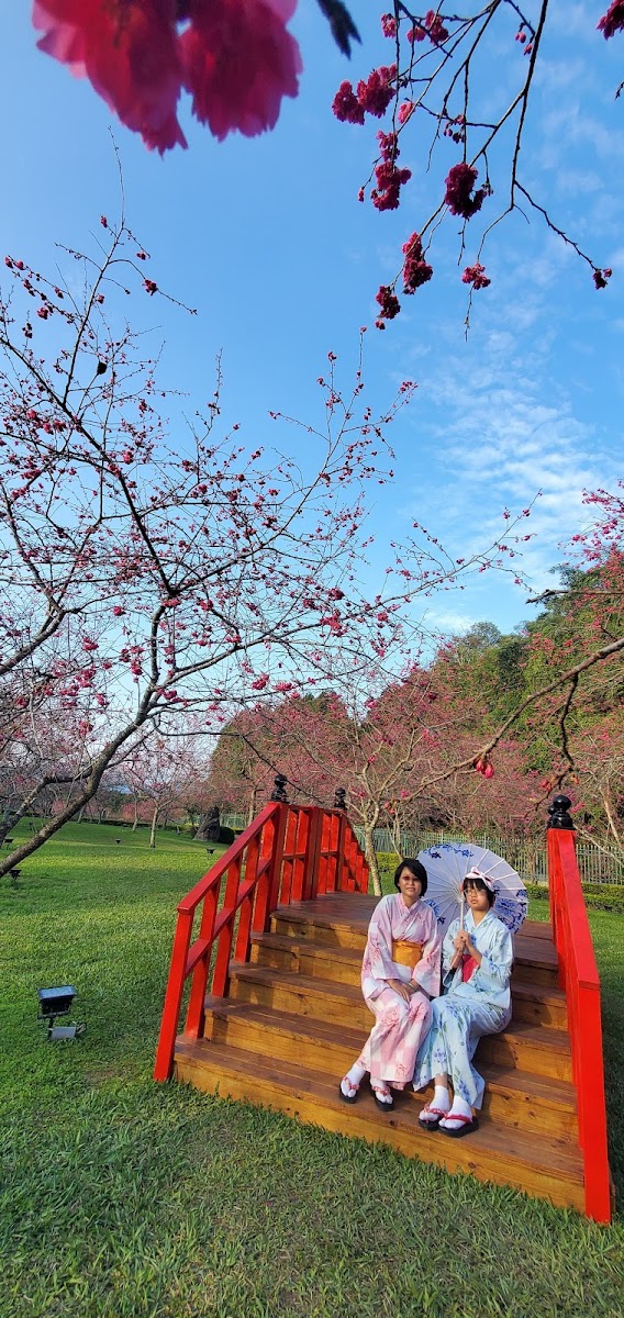 九族文化村2026深度導覽：櫻花祭、部落文化與刺激遊樂全攻略