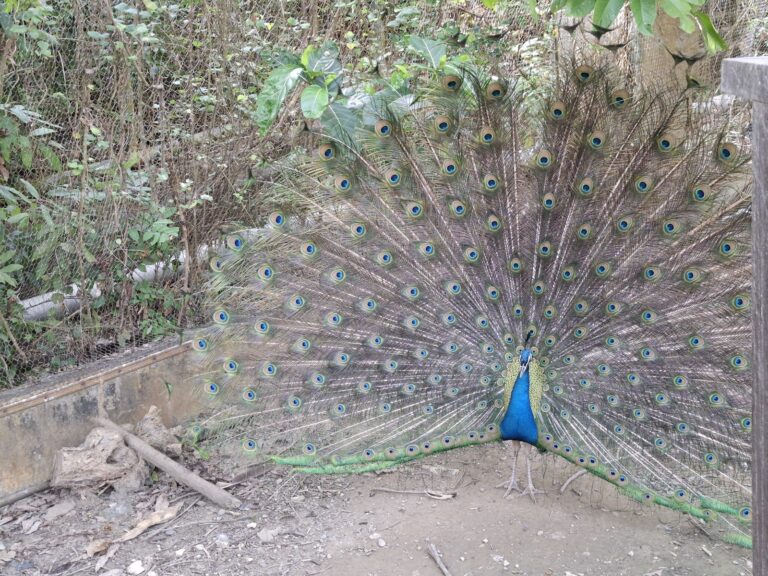 高雄壽山動物園（2026）｜平價親子半日遊攻略：票價、設施與獼猴注意事項