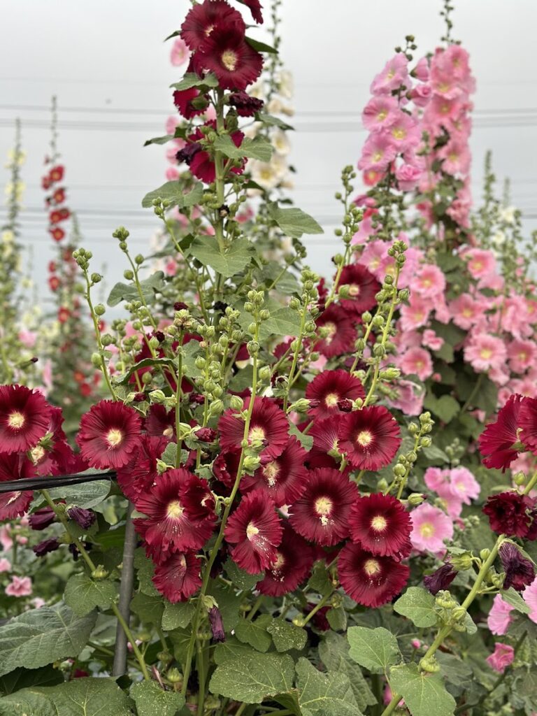 2026 彰化員林蜀葵花田盛放：春季賞花攻略與拍攝建議