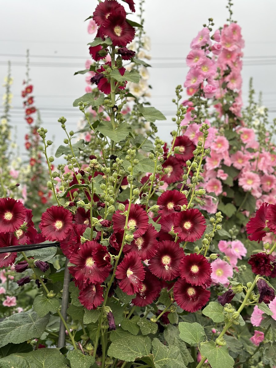 2026 彰化員林蜀葵花田盛放：春季賞花攻略與拍攝建議