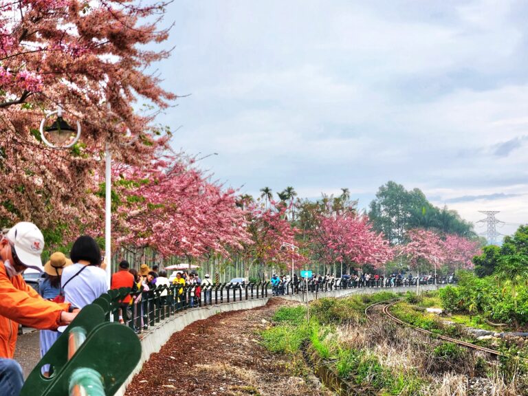 2026春季賞花：二水花旗木鐵道粉紅花海攻略