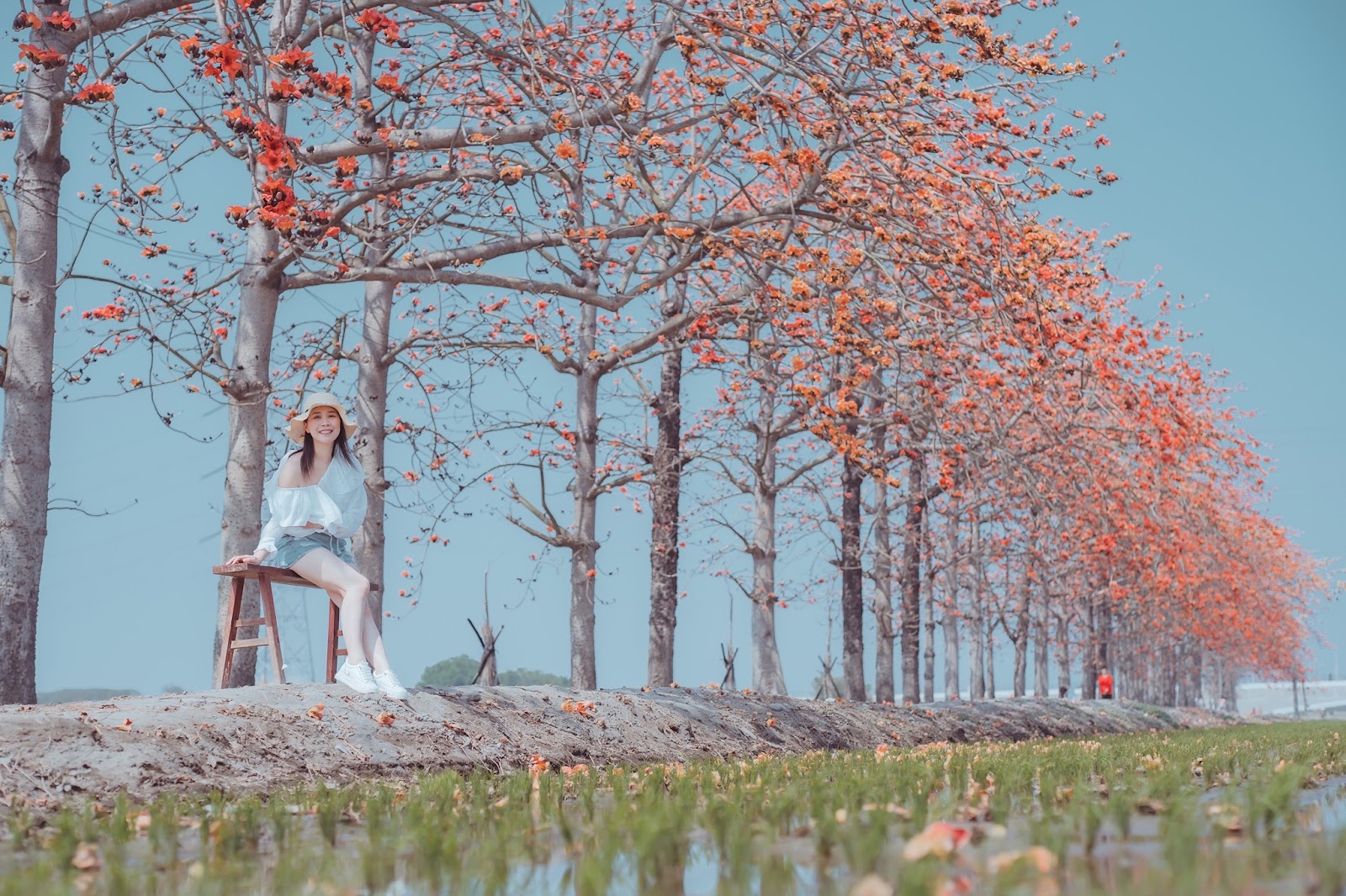 2026春賞：彰化竹塘木棉花道｜橘紅花海與純樸鄉間慢旅行
