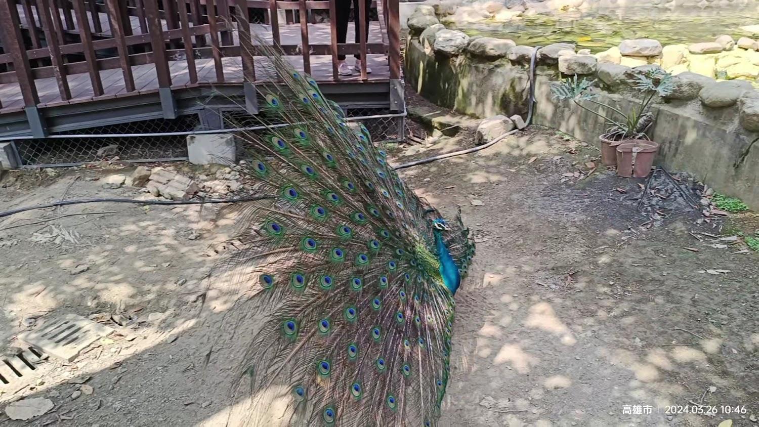 高雄壽山動物園整修亮相:全票40元,天空步道與水豚成親子新熱點