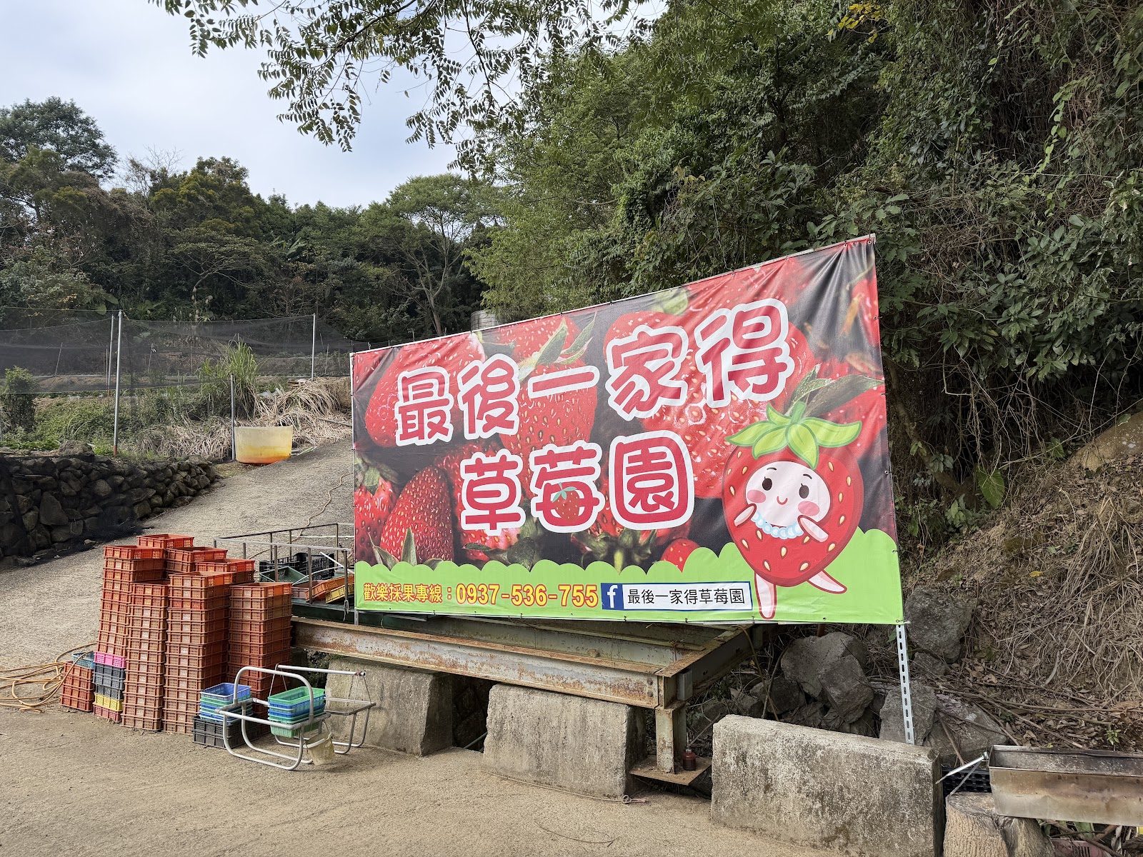 苗栗大湖「最後一家得草莓園」2026草莓季：特等獎品質與親切採果體驗指南