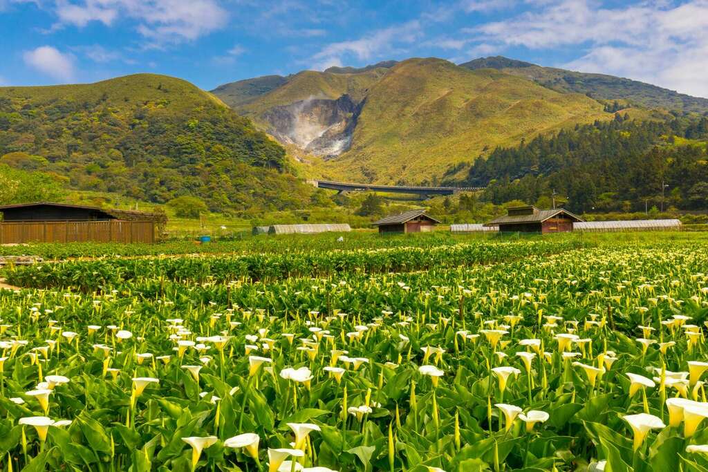 2026最新攻略｜台北後花園陽明山：火山地質、四季花海與療癒步道全解析