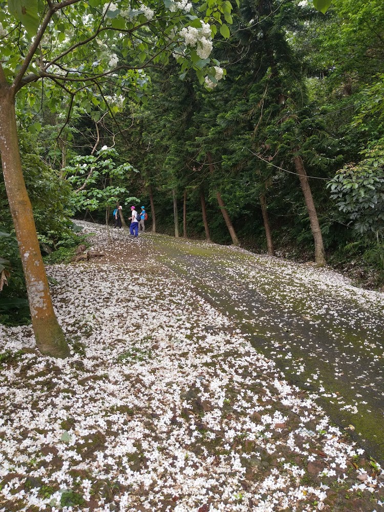 2026春季新北七大秘境總盤點！桐花雪景、綠石槽、絕美瀑布一次收藏