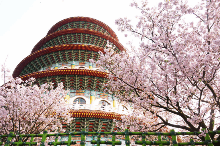 2026淡水天元宮櫻花季攻略｜雙花區與圓形天壇交織的北台灣春櫻經典