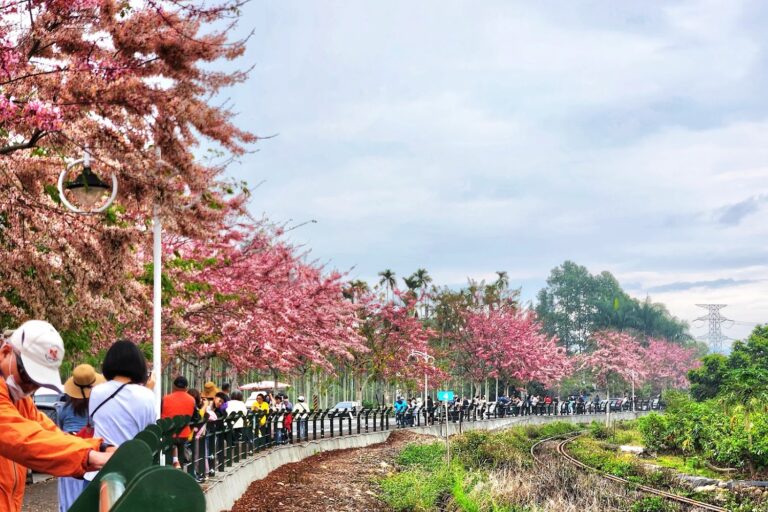 2026彰化二水花旗木鐵道粉紅花海盛放 舊鐵道變身春季絕美賞花祕境