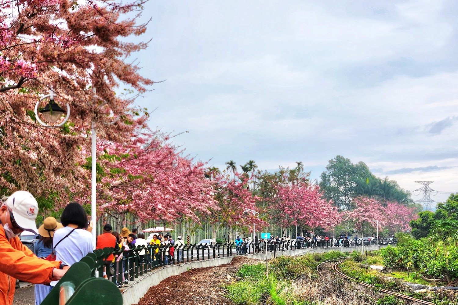 2026彰化二水花旗木鐵道粉紅花海盛放 舊鐵道變身春季絕美賞花祕境