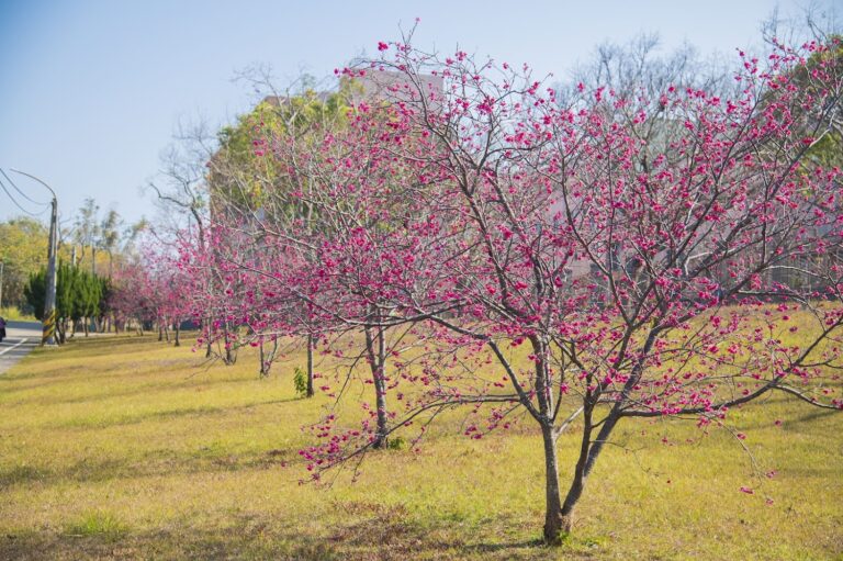 2025年全台賞櫻攻略：中科後里櫻花林成黑馬秘境，陽明山、三峽大熊花海接力綻放