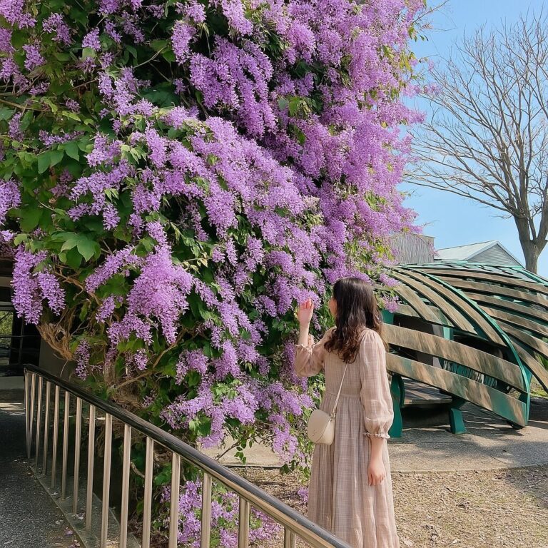 2026春季全台紫藤花秘境總整理！武陵、陽明山到瑞里紫色浪漫景點推薦