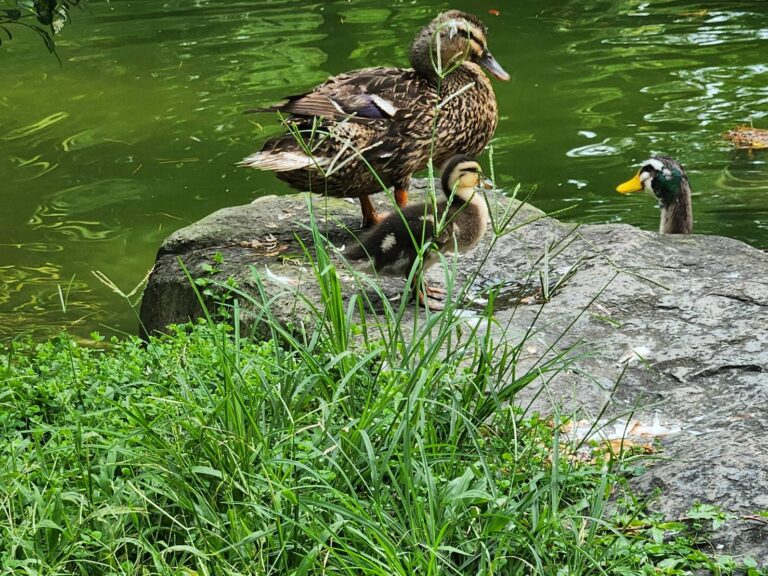 日月潭歐式莊園優惠！布查德Villa推周年慶 1,999元享一泊二食加下午茶