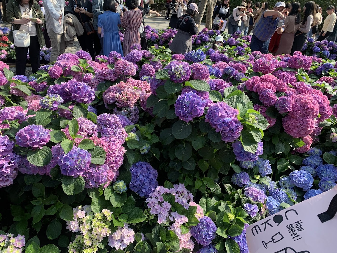 大安森林公園｜大安森林公園深度導覽：台北市中心的城市綠洲與生態漫遊