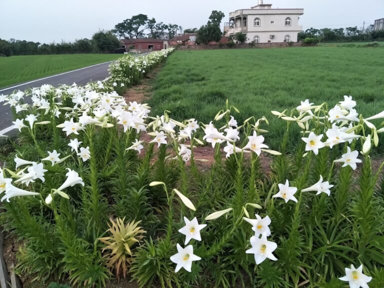 2026桃園春季花海登場：白千層鐵砲百合、蓮花與草莓吸引親子與攝影客