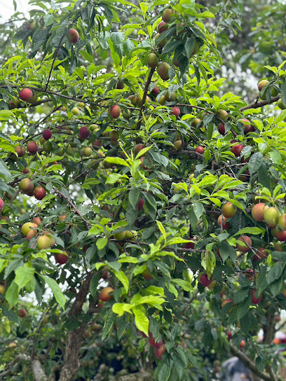 2026阿里山水蜜桃季：公田龍頂觀光果園採果、露營與行程攻略