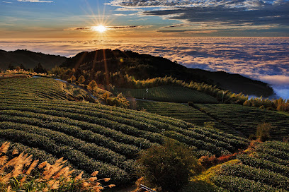 雲嶺之丘（2026）：古坑2公里步道、觀景台賞日出雲海攻略