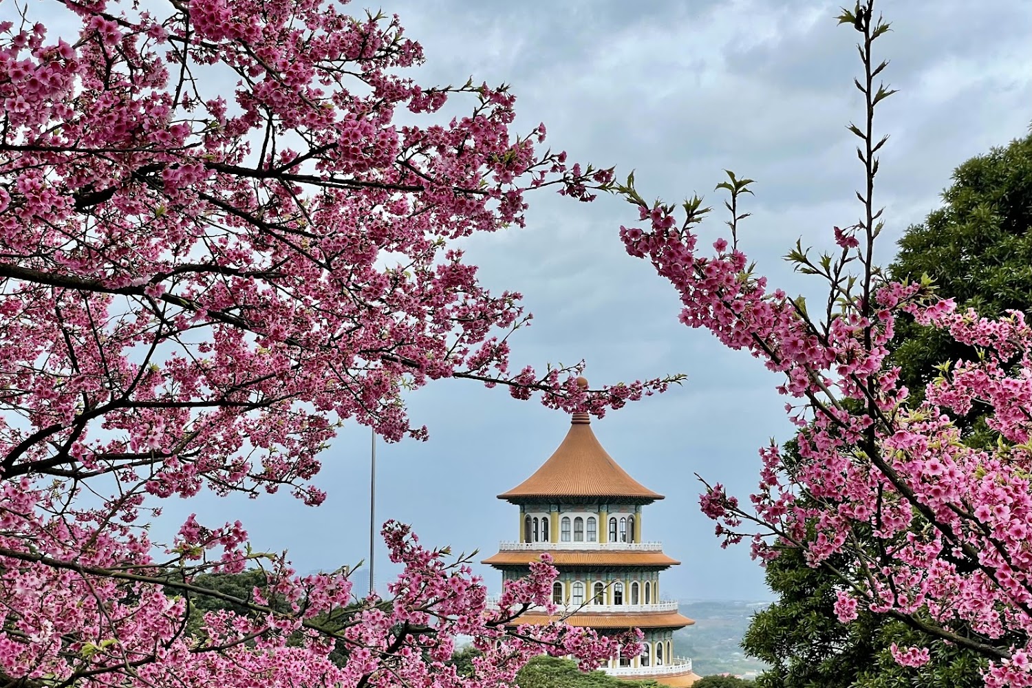 2026淡水無極天元宮櫻花季攻略：真元天壇與粉色花海